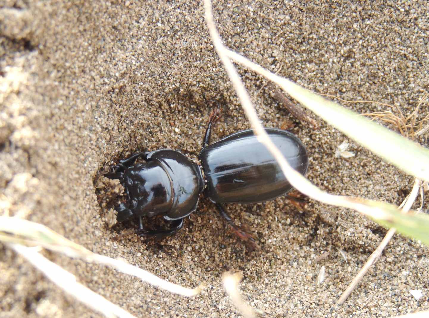 Scarites buparius maschio e femmina